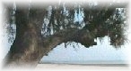 Sheila Luedke - for Real Estate in New Orleans, Mandeville, Covington, Madisonville, Abita Springs, Folsom, Slidell Louisiana